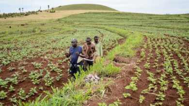 A farm in Nigeria