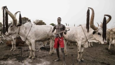 A Mundari man guards his Ankole-Watusi herd with a rifle in Nigeria's Zamfara state