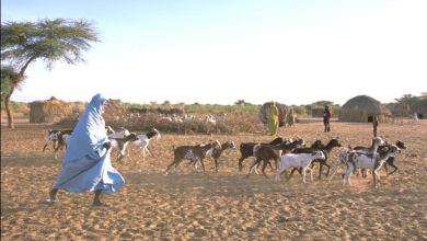 A herd of livestock in Mali's Bambara region.