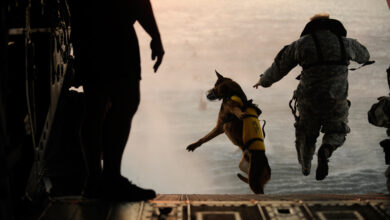 Canine paratrooper