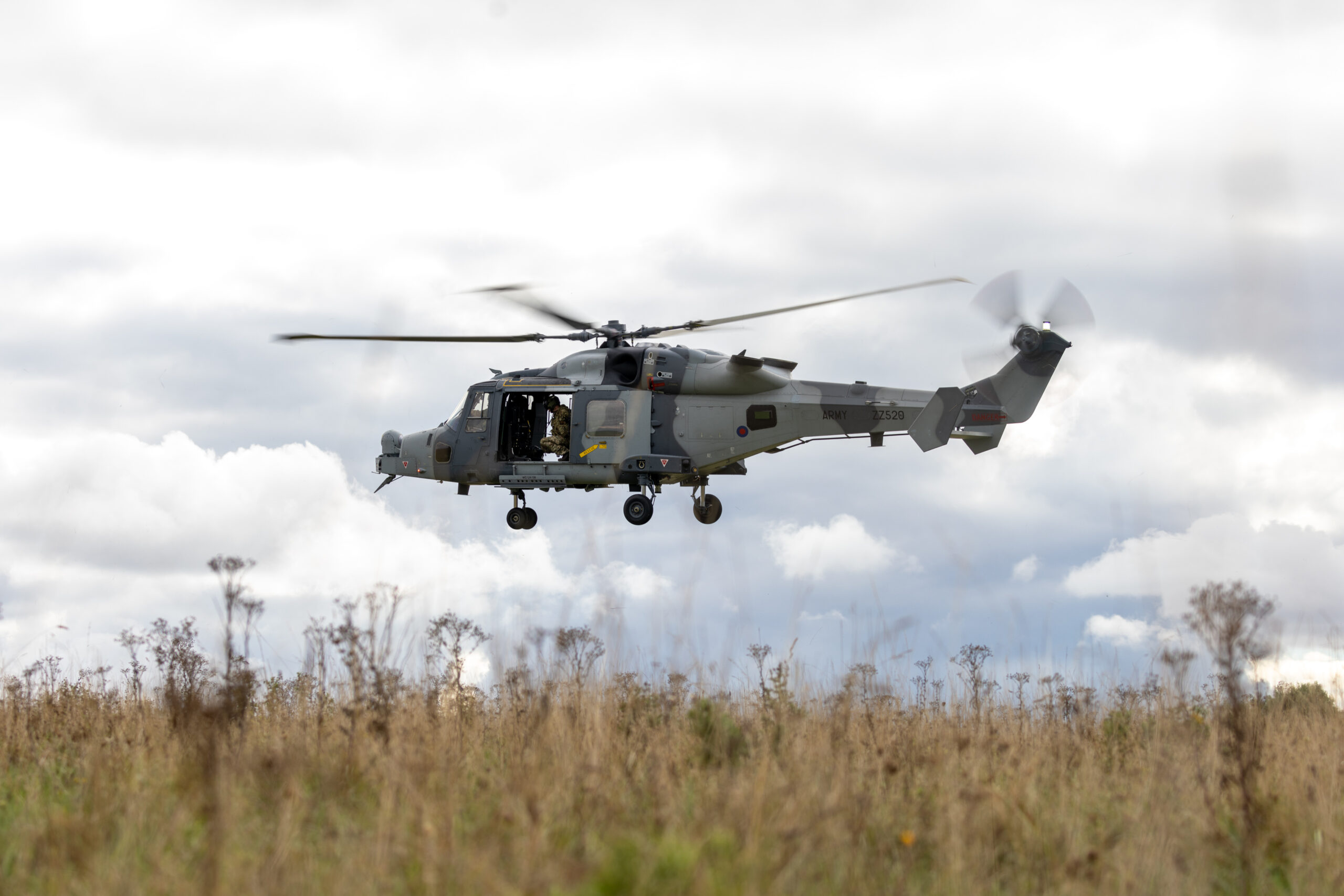 Wildcat