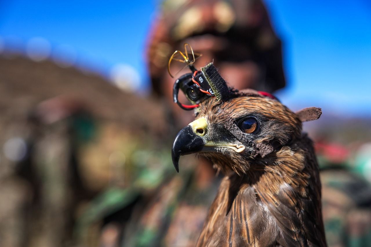 Indian Army's black Kite