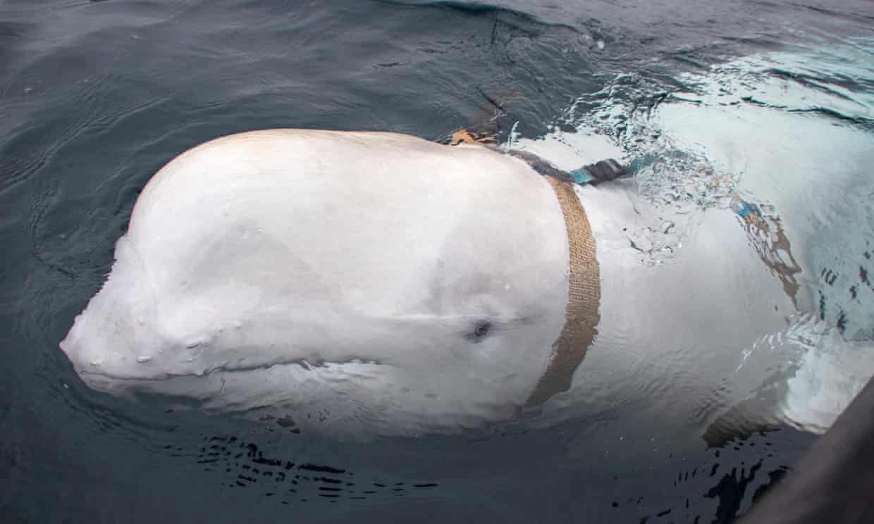 An April 2019 photo showing the beluga whale, which Norwegians nicknamed Hvaldimir