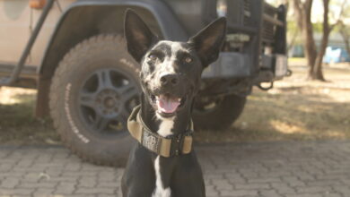 The Canine Tactical Combat Casualty Care training at Robertson Barracks Darwin, NT, ensures explosive detection dogs, like 1st Combat Engineer Regiment's Sylvie, get the treatment they need on operation. *** Local Caption *** The Canine Tactical Combat Casualty Care training, under the supervision of a veterinarian from the School of Military Engineering, allows the explosive detection dog handlers and medics to practice providing life-saving medical support while on operations.