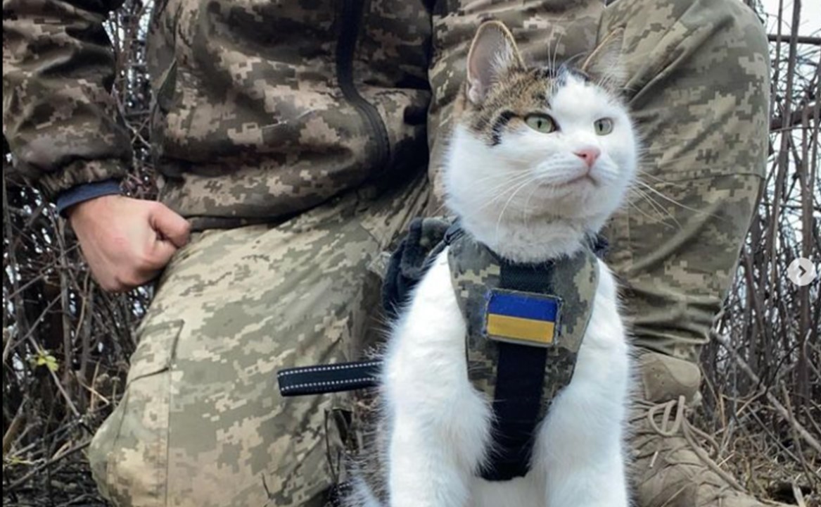 Pet cat named Shayba