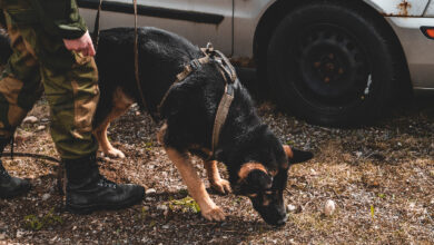 A military dog is smelling the ground while on the field.